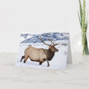 Bull-Elch Wyoming Karte
