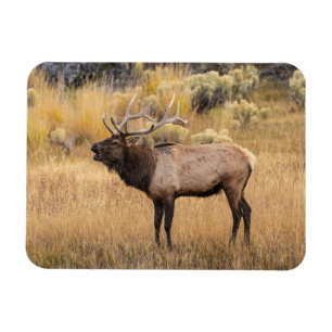 Bull-Elch Yellowstone-Nationalpark Magnet
