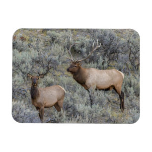 Bull-Elch Yellowstone-Nationalpark, Wyoming Magnet