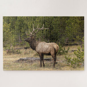 Bull-Elch Yellowstone-Nationalpark, Wyoming Puzzle