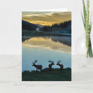 Bull Elche Silhouettiert Poudre Lake Sonnenaufgang Karte