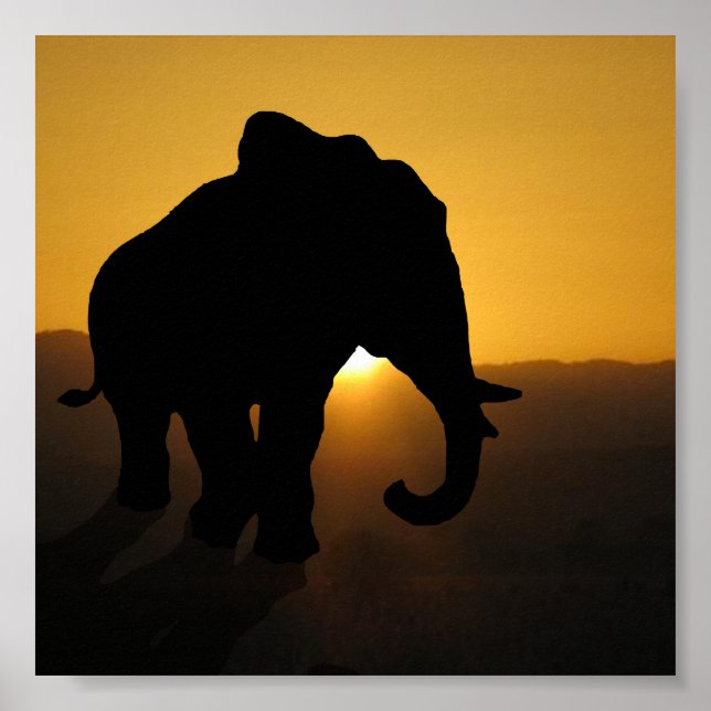 Bull Elefant Poster (Vorne)