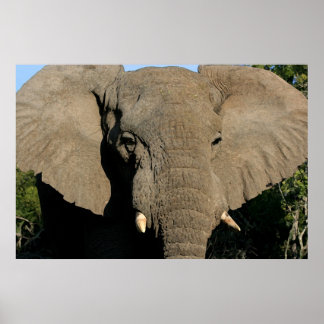 Bull-Elefant-Poster Poster