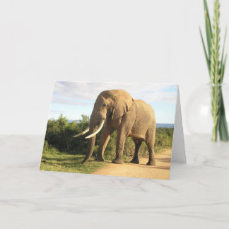 Bull Elephant Grußkarte Karte