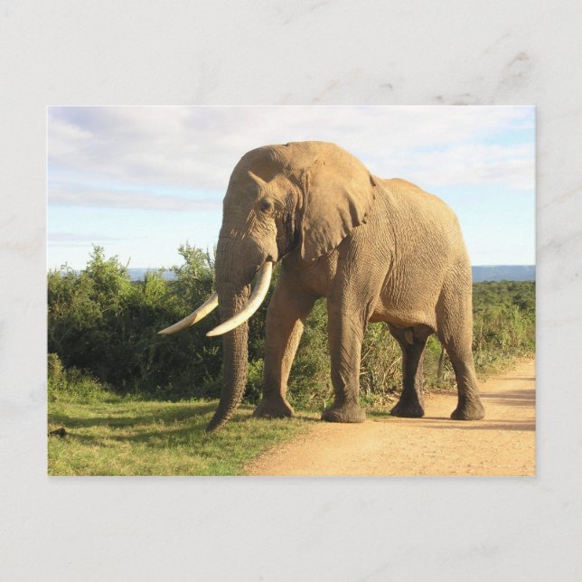 Bull Elephant Postcard Postkarte (Vorderseite)