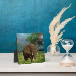 Bull Elephant Weizing, Fotoplatte
