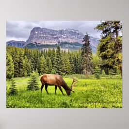 Bull Elk am Burg Banca del Gottardo Poster