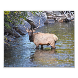 Bull Elk, Big Thompson River, Estes Park, Colorado Fotodruck