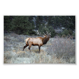 Bull Elk Bugling, Estes Park, Colorado Fotodruck