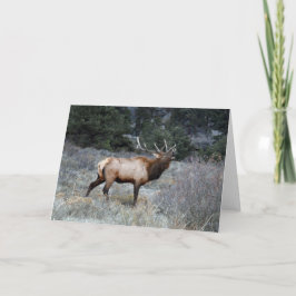 Bull Elk Bugling Karte