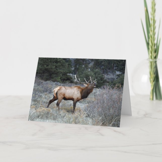 Bull Elk Bugling Karte (Vorderseite)