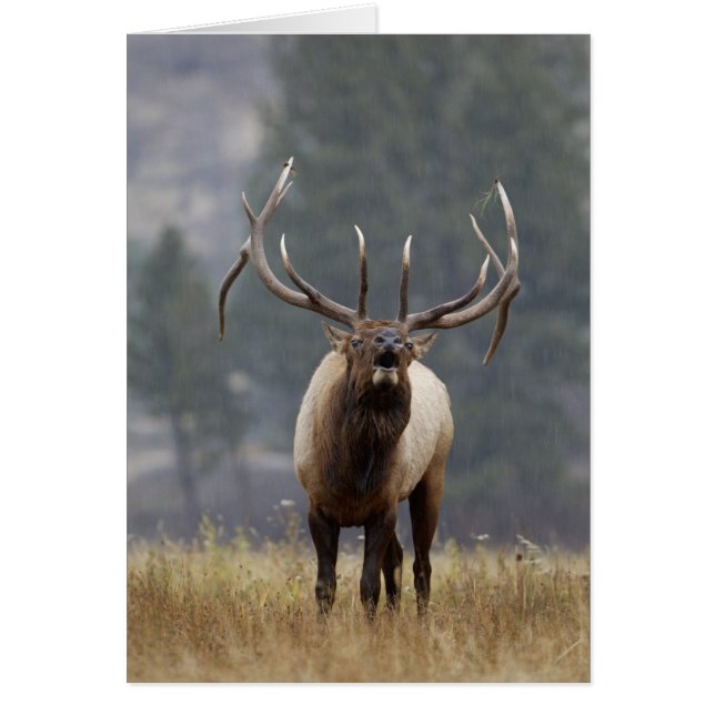 Bull Elk bugling, Yellowstone NP, Wyoming 2 (Vorne)