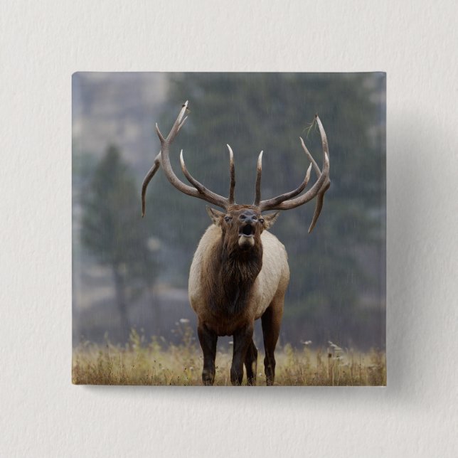 Bull Elk bugling, Yellowstone NP, Wyoming 2 Button (Vorderseite)