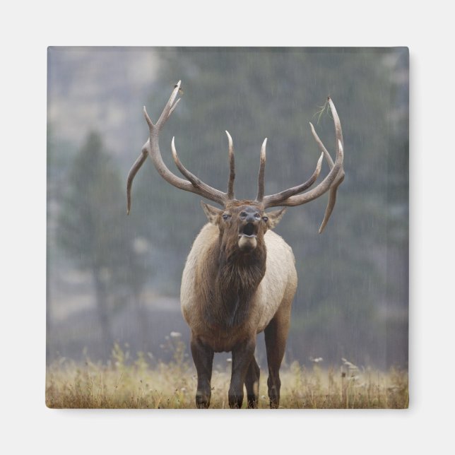 Bull Elk bugling, Yellowstone NP, Wyoming 2 Magnet (Vorne)