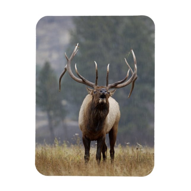 Bull Elk bugling, Yellowstone NP, Wyoming 2 Magnet (Vertikal)