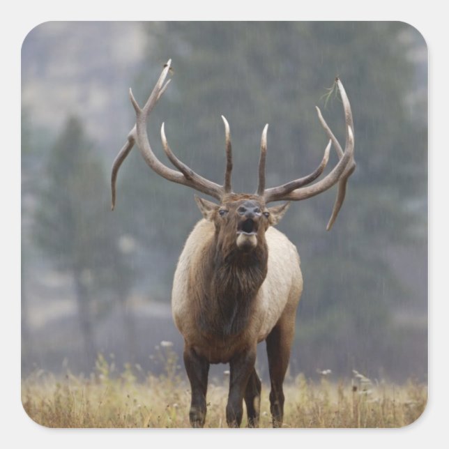 Bull Elk bugling, Yellowstone NP, Wyoming 2 Quadratischer Aufkleber (Vorderseite)