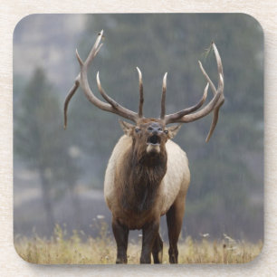Bull Elk bugling, Yellowstone NP, Wyoming 2 Untersetzer