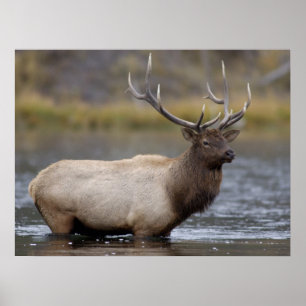Bull Elk Crossing   Yellowstone-Nationalpark Poster