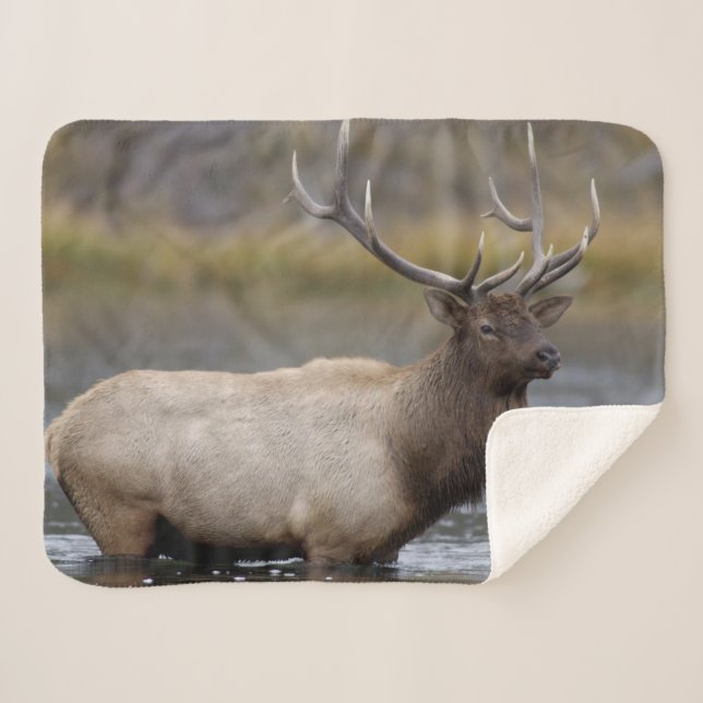 Bull Elk Crossing | Yellowstone-Nationalpark Sherpadecke (Vorderseite (Horizontal))