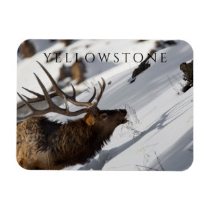 Bull Elk Grazing on Snowy Slove, Yellowstone Postc Magnet