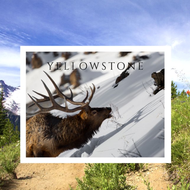 Bull Elk Grazing, Winter, Yellowstone NP Postkarte (Von Creator hochgeladen)