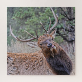 Bull Elk hält seine Zunge heraus Puzzle