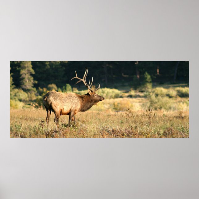 Bull Elk im Rocky Mountian-Nationalpark Poster (Vorne)