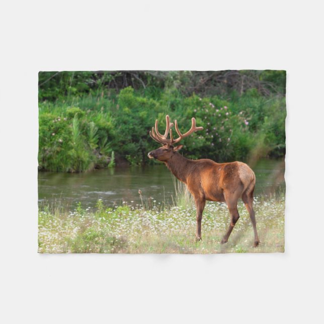 Bull Elk in der National Bison Range, Montana Fleecedecke (Vorderseite (Horizontal))