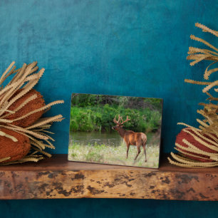 Bull Elk in der National Bison Range, Montana Fotoplatte