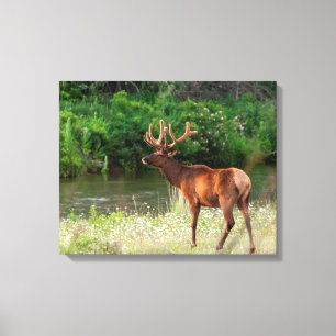 Bull Elk in der National Bison Range, Montana Leinwanddruck