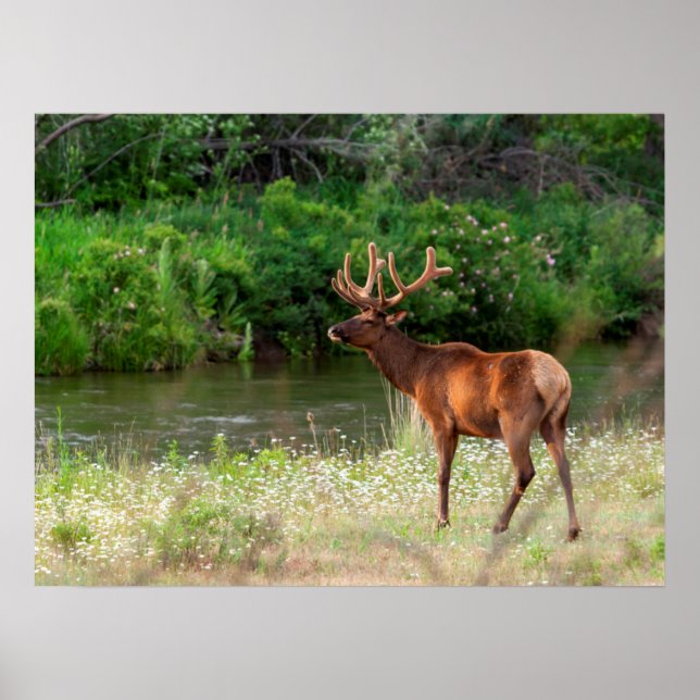 Bull Elk in der National Bison Range, Montana Poster (Vorne)
