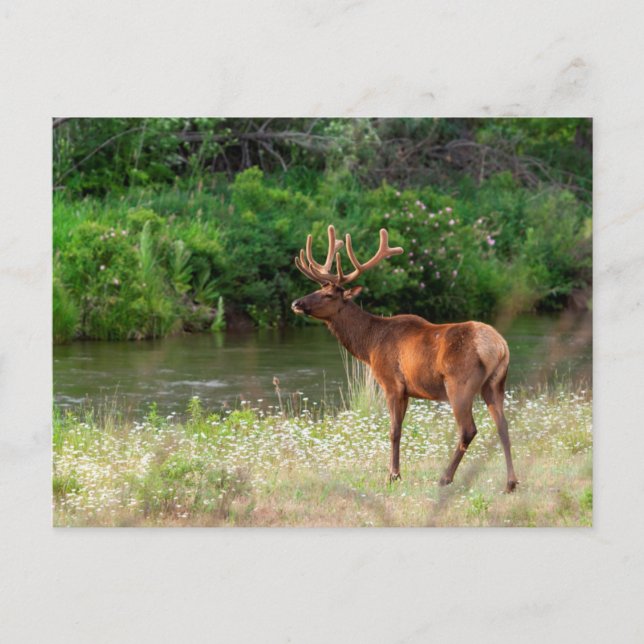 Bull Elk in der National Bison Range, Montana Postkarte (Vorderseite)