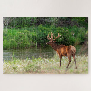 Bull Elk in der National Bison Range, Montana Puzzle
