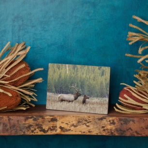 Bull Elk in Meadow   Yellowstone National Park Fotoplatte