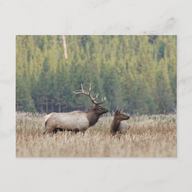 Bull Elk in Meadow | Yellowstone-Nationalpark Postkarte (Vorderseite)