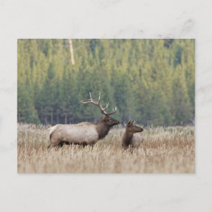 Bull Elk in Meadow   Yellowstone-Nationalpark Postkarte