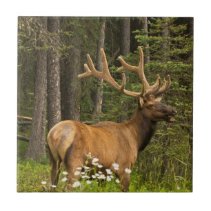 Bull elk in samvet, Kanada Fliese