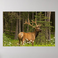 Bull elk in samvet, Kanada