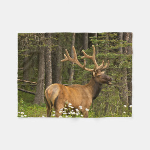 Bull Elk in Velvet, Kanada Fleecedecke