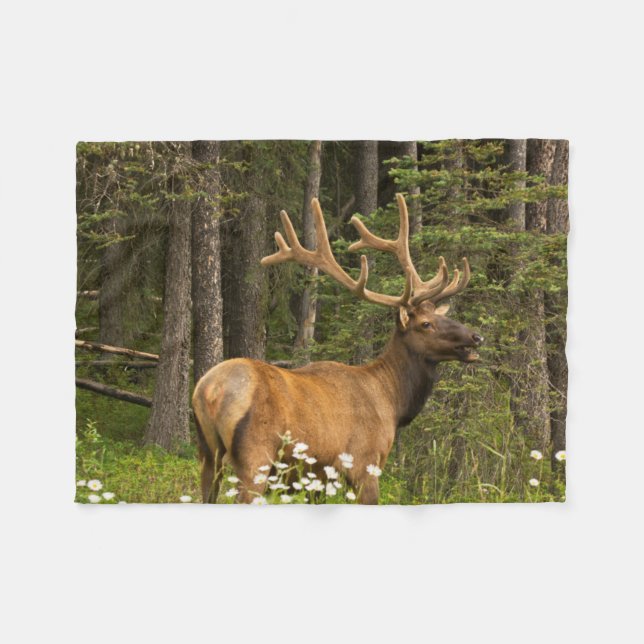 Bull Elk in Velvet, Kanada Fleecedecke (Vorderseite (Horizontal))