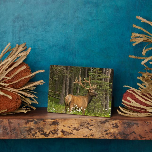 Bull Elk in Velvet, Kanada Fotoplatte (Seite)