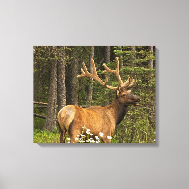 Bull Elk in Velvet, Kanada Leinwanddruck (Vorderseite)