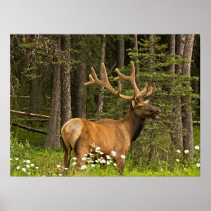 Bull Elk in Velvet, Kanada Poster