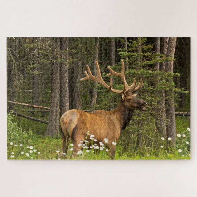Bull Elk in Velvet, Kanada Puzzle (Horizontal)