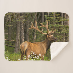 Bull Elk in Velvet, Kanada Sherpadecke