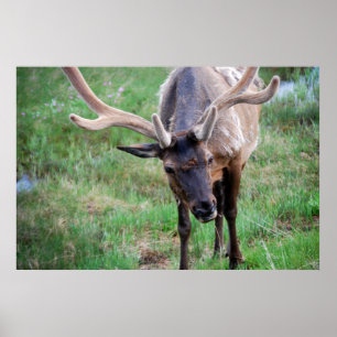 Bull Elk in Velvet Poster