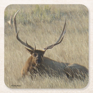 Bull Elk Lay in Gras Rechteckiger Pappuntersetzer