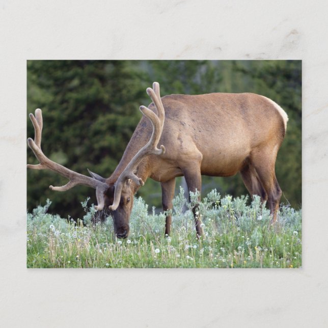 Bull Elk mit Geweihe in Samt Postkarte (Vorderseite)