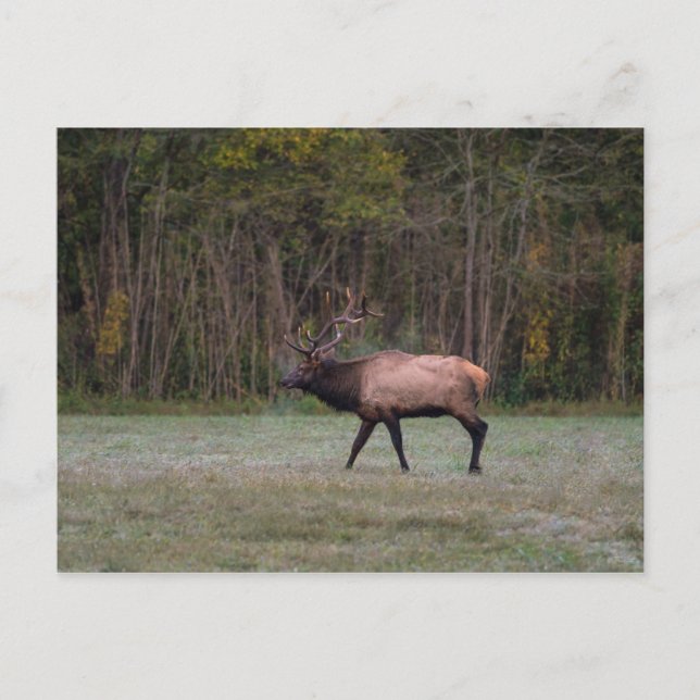 Bull Elk Morning Walk Blank Postcard Postkarte (Vorderseite)