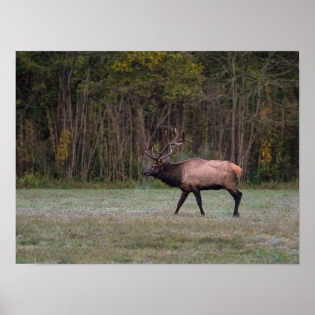 Bull Elk Morning Walk Poster (Vorne)
